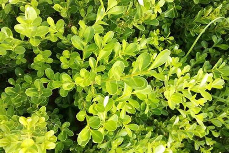 小叶黄杨的养殖方法和注意事项