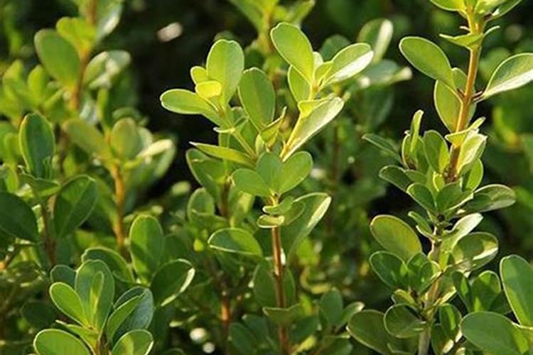 黄杨的养殖方法和注意事项