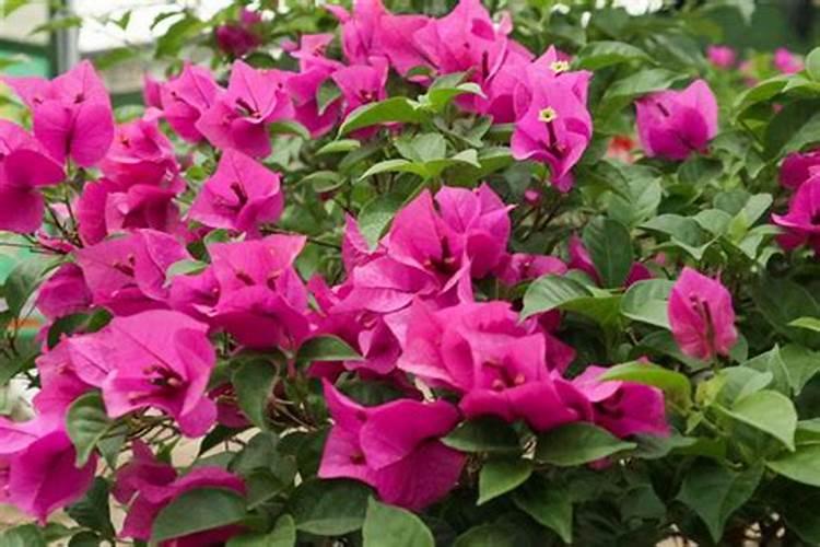 三角梅花有骨朵咋浇水