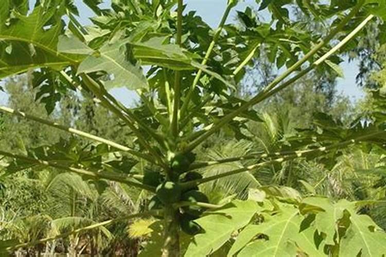 柚子皮泡水是磷肥吗