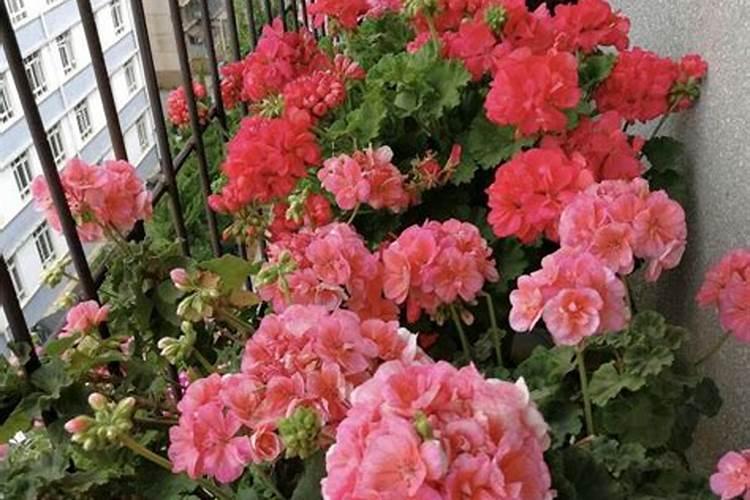 求问绿萝施肥方法是什么？能不能具体说一下。