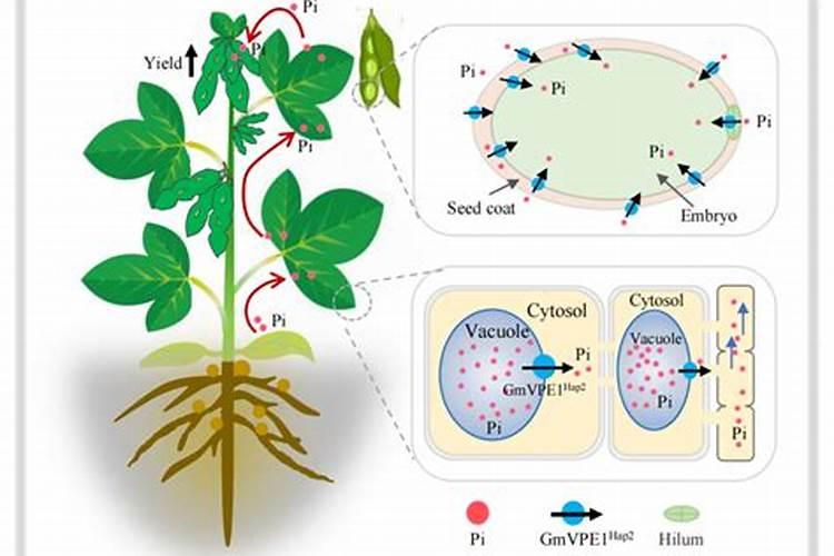 一亩大豆需要施多少化肥