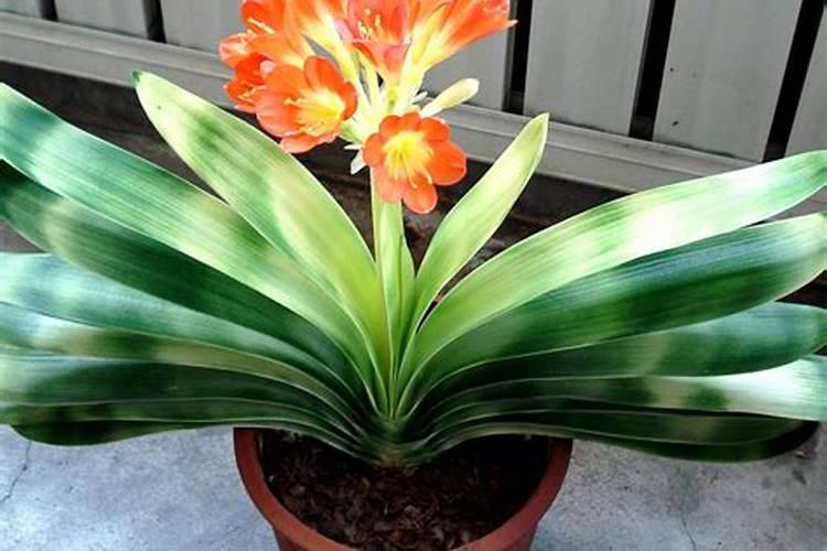 香瓜打什么农药好