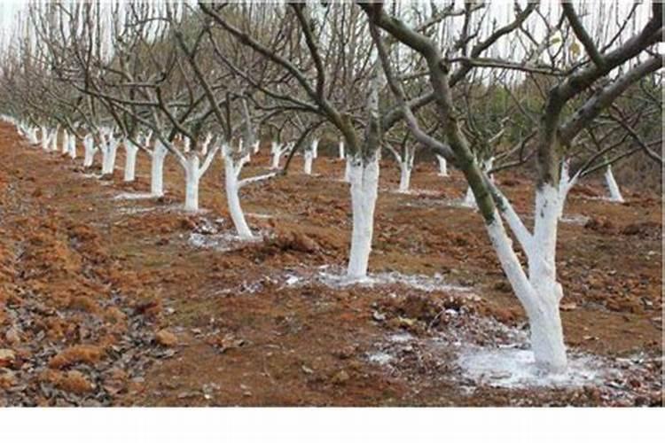 果树施硼肥怎么操作？果树施硼肥有什么用？