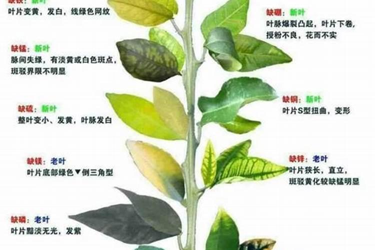 打玉米叶面肥用什么助剂好