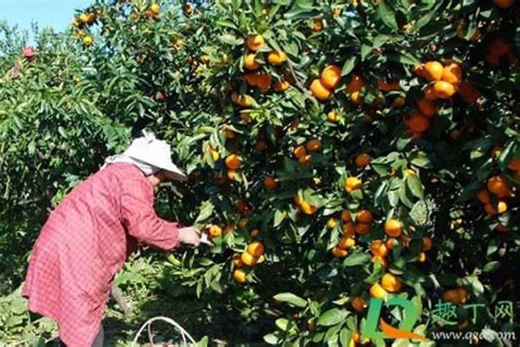 含钾高的水果和蔬菜