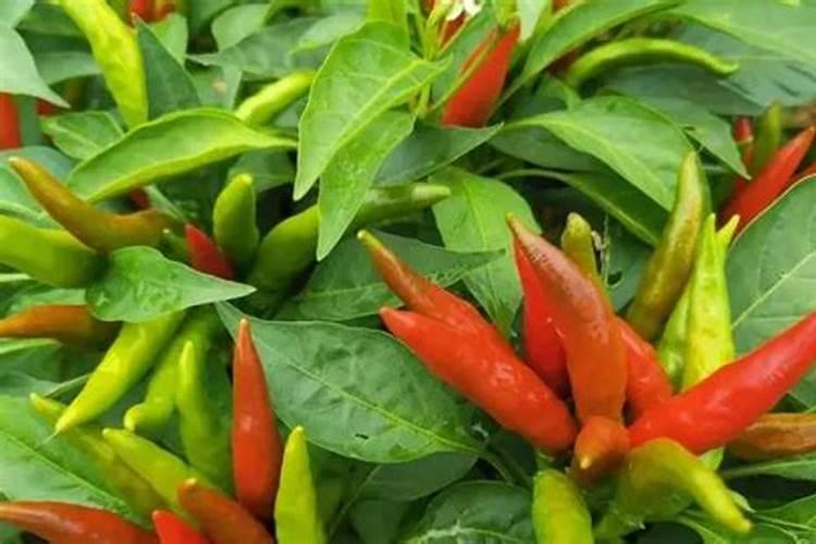 葡萄膨果期用什么肥料？老农是这样做的