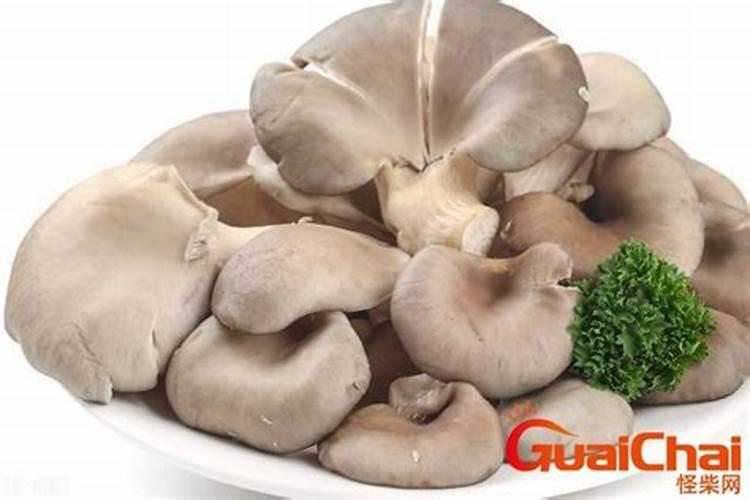 玉米芯种平菇最佳配方