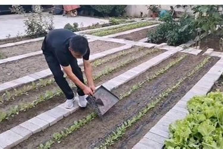 草木灰能直接撒在白菜上吗