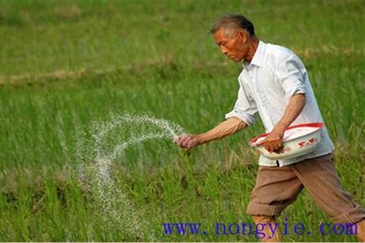 当年栽的树怎样施肥好