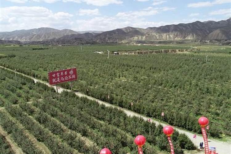 果树增产增收专用叶面肥哪种好？果树用什么肥料能高产？