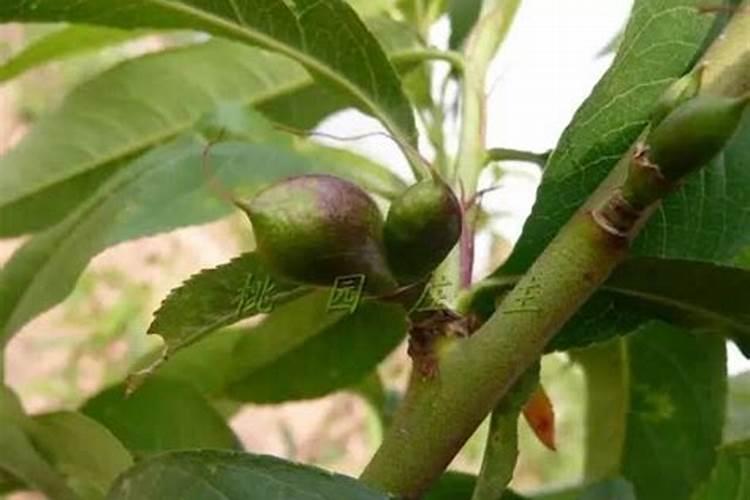 温室桃树落花后施几次肥‘/