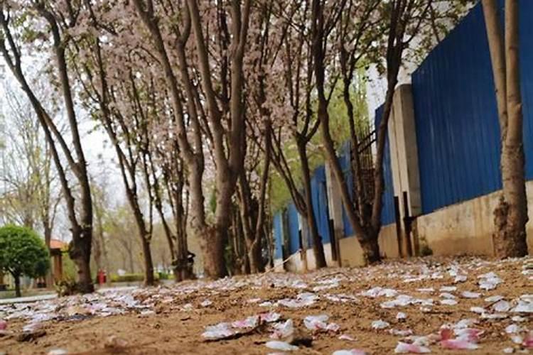 叶面肥复硝酚钠与尿素配比,叶面肥复硝酚钠有什么作用