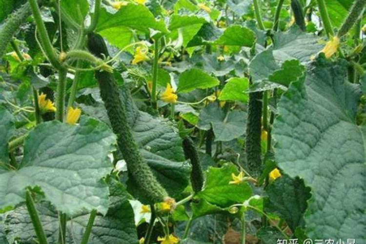 叶面肥可以夜间喷施吗