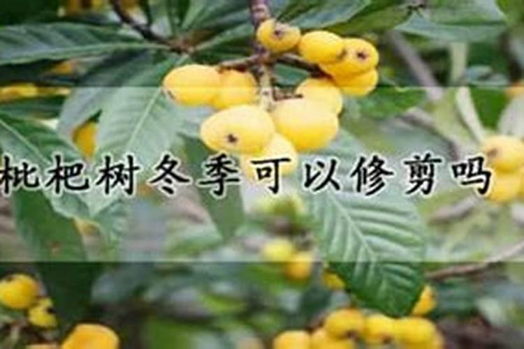 枇杷树什么时候施肥