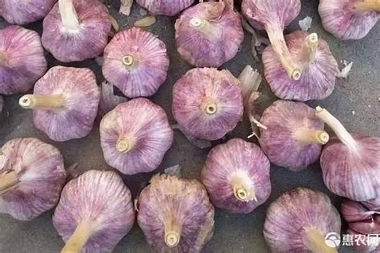 种植大蒜用什么肥料好(大蒜专用肥)