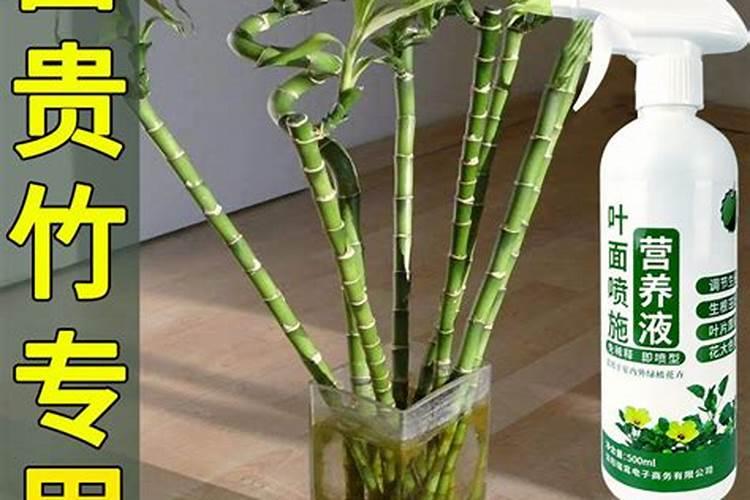 用过的竹炭可以养多肉植物不