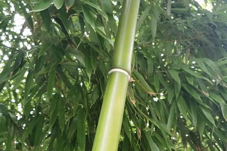 家里养的竹子用什么肥料最好