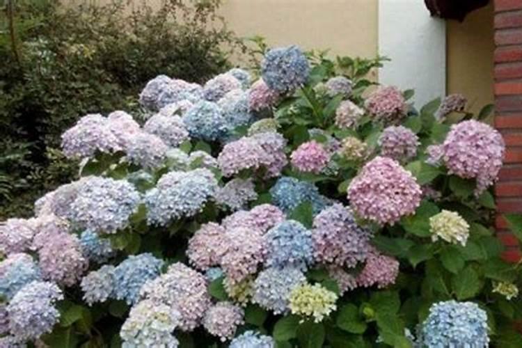 绣球用什么肥料最好