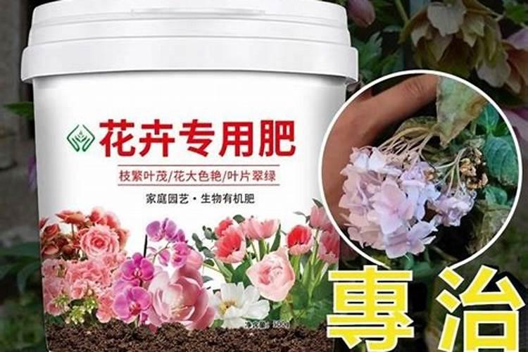 怎么给蓝莓幼苗上肥料