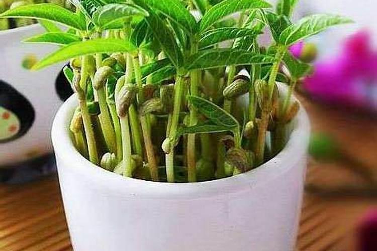 在种植小青菜的时候,怎样科学的施肥和用药呢？