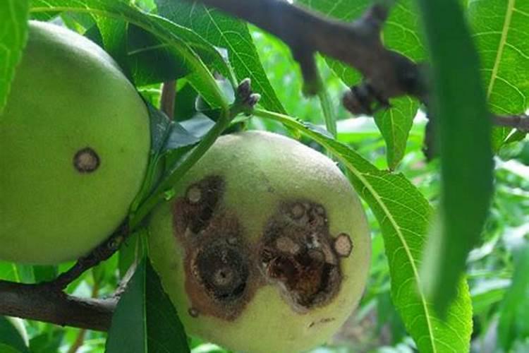 烧火的灰能直接撒在青菜上面吗