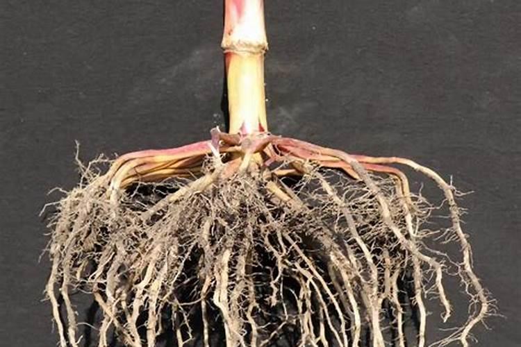 烧完木头剩下的灰是不是草木灰