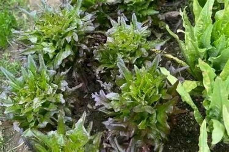 种青菜用什么肥料好