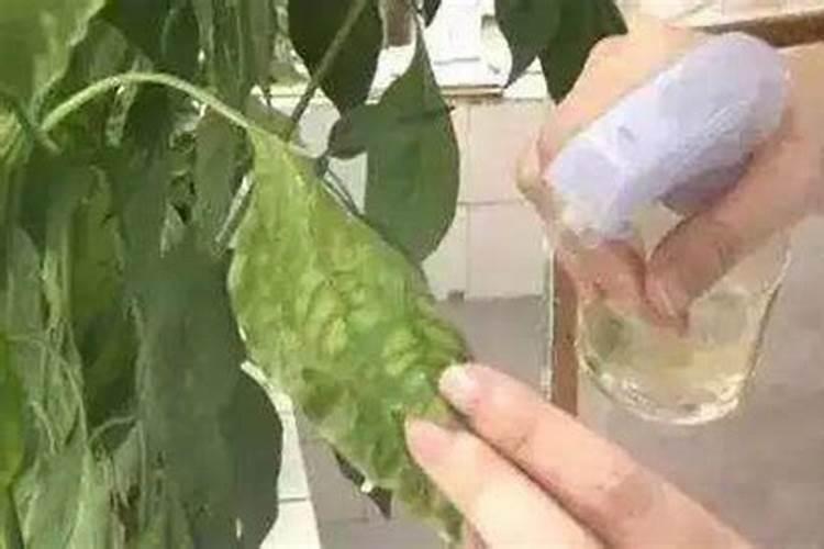 用了磷酸二氢钾叶面肥后第二天可以页面用水浇花吗？