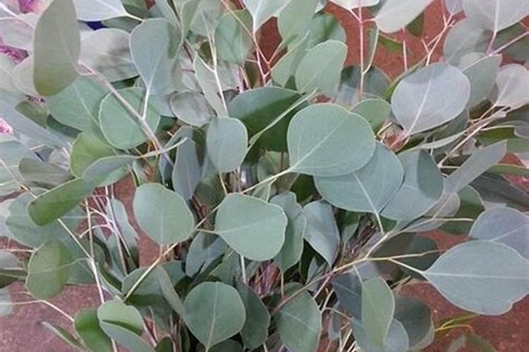 尤加利叶的养殖方法和注意事项