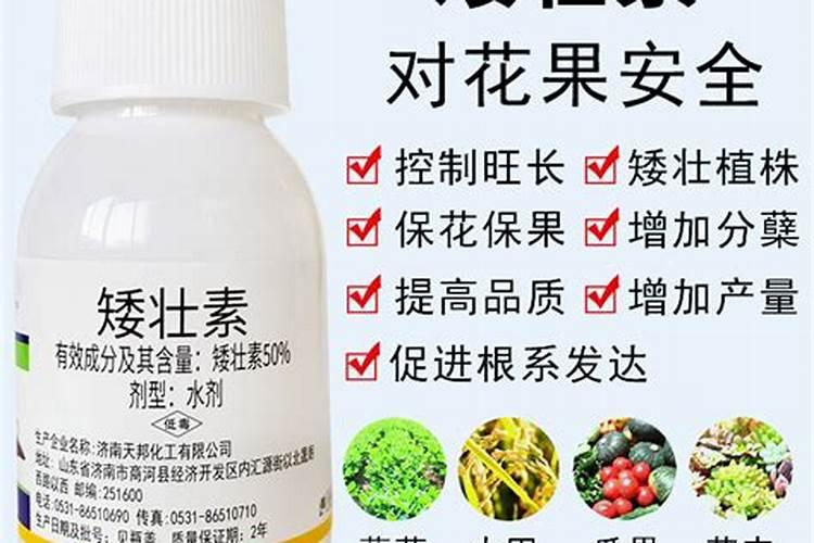 罗汉松矮化增粗