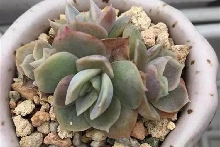 多肉施什么肥最好 适合用什么肥料