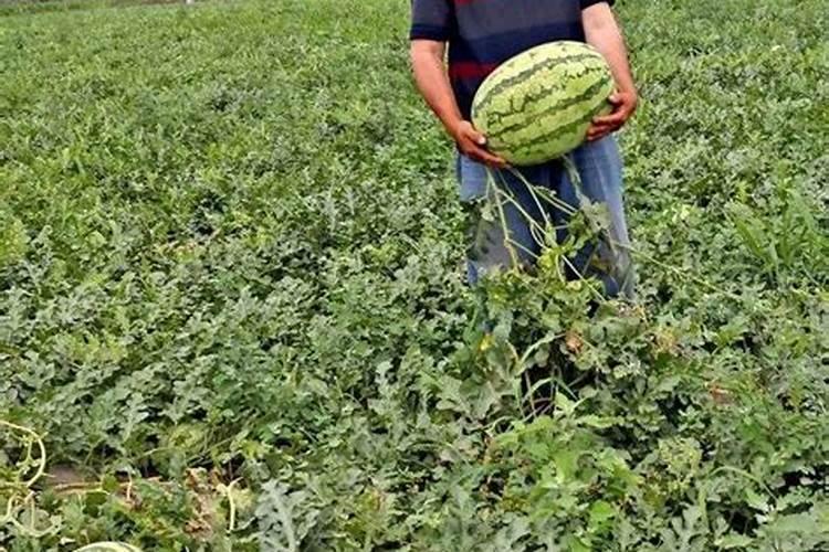 露天西瓜坐果后丝多少斤肥合理？
