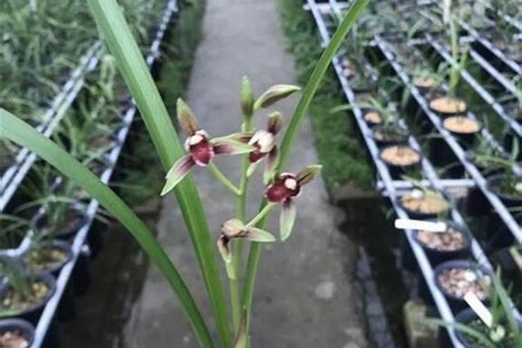 兰花什么时候施氮磷钾？