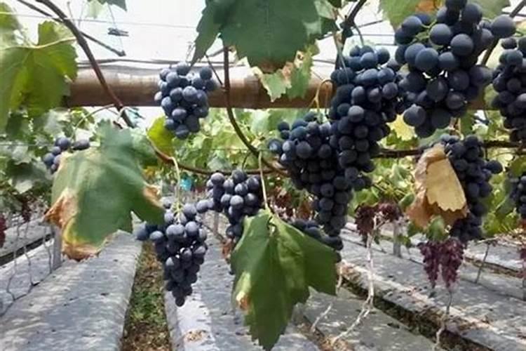 丝瓜种子种下去多久发芽 丝瓜怎么种