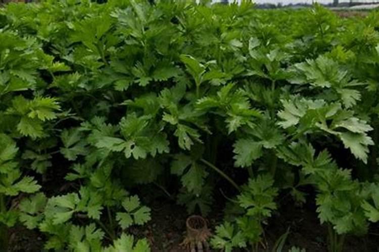 钾肥和磷肥能一起用吗 钾肥和钙肥可以混用吗