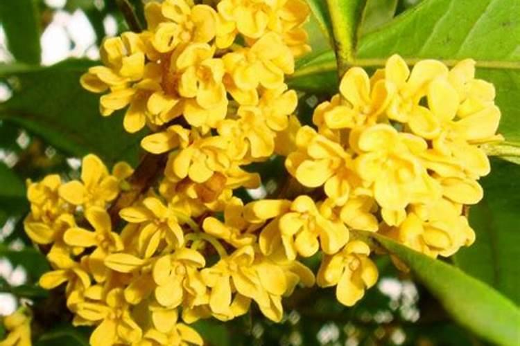 万能肥—磷酸二氢钾,你买的是真的吗？