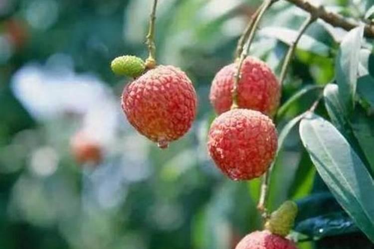 荔枝高产栽培关键技术