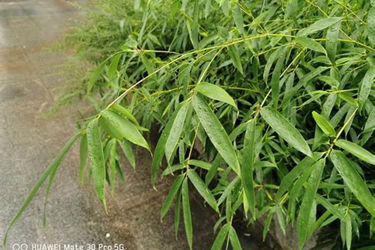 柑橘9月份施什么肥