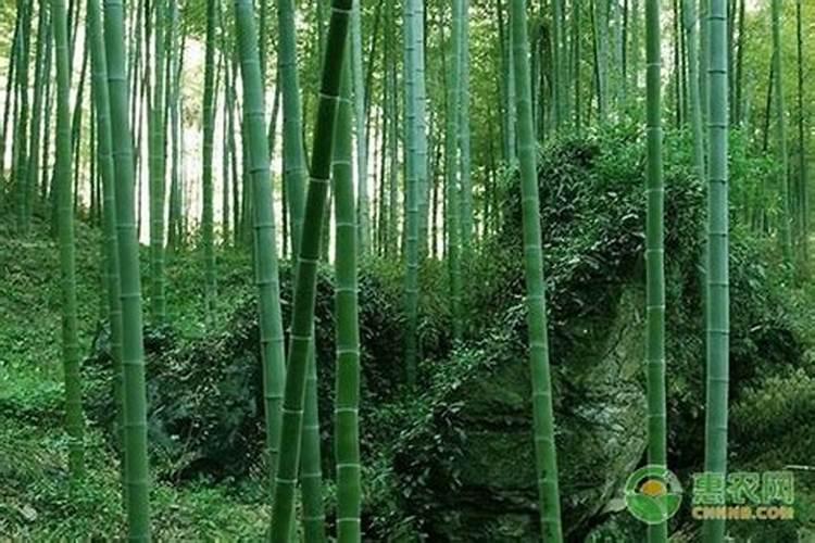 山竹专用冲施肥哪种好？冲施肥什么品牌好？冲施肥价格多少？