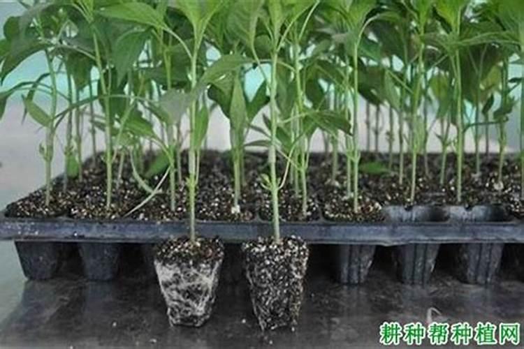 大蒜苗期用什么叶面肥