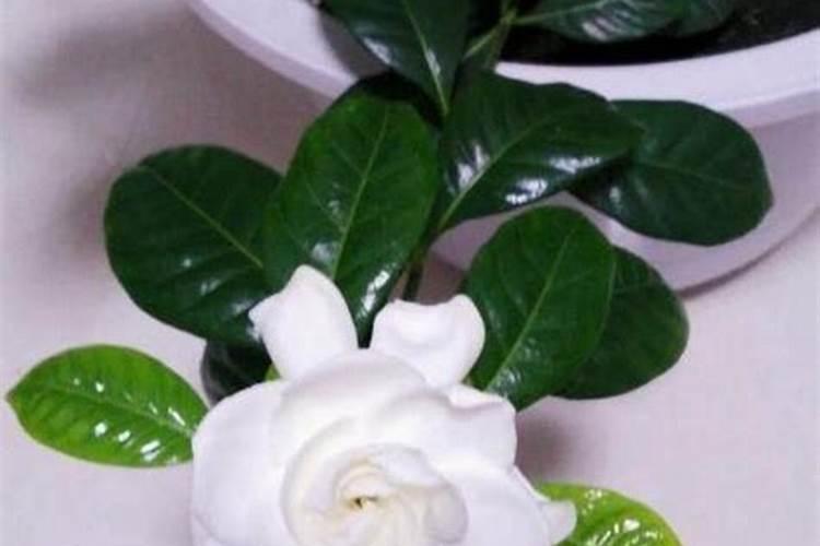 硫酸钙肥料适用什么花