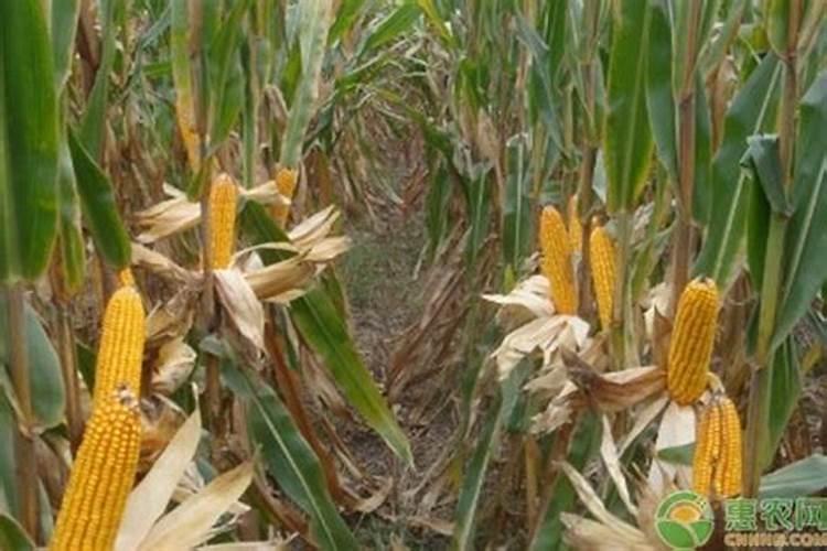 用15公斤的药桶打农药？ 说稀释8001000倍 一桶水放几毫升药或者几克药...