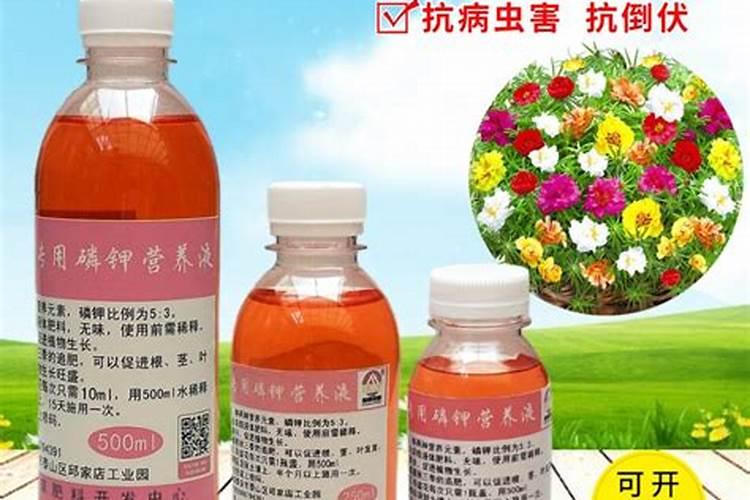 太阳花养殖方法有几种呢