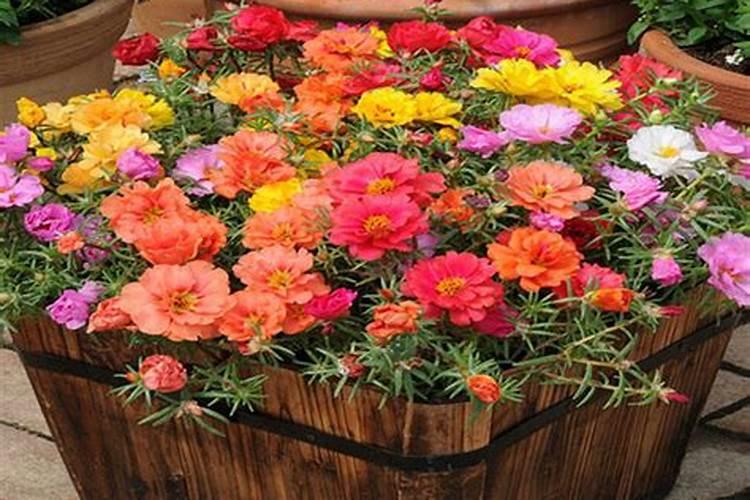 油茶开花时期应该喷何种叶面肥？