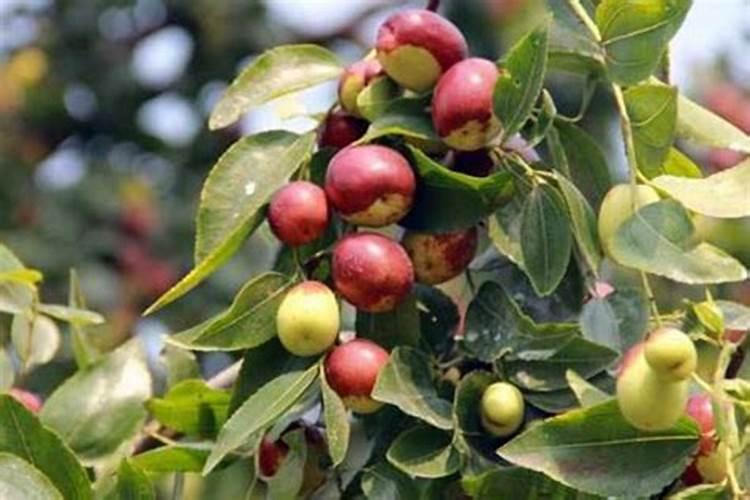 我家院子就长了一棵冬枣2年了怎么还是只开花不结果