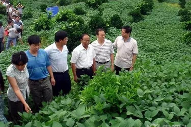 花果用什么肥料