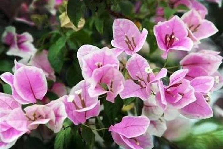 三角梅花谢后如何施肥枝叶爆满盆