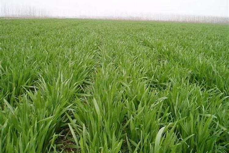 口红吊兰的养殖方法和注意事项