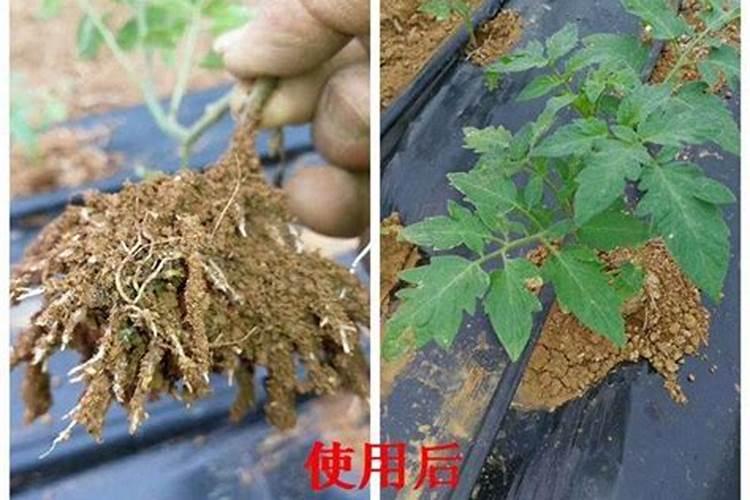 桃树浇流病可以用矿源黄腐酸钾吗